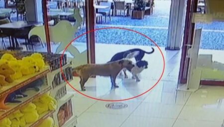 Gülümseten anlar: Köpekler, mağazadan oyuncak pelüş köpeği alıp götürdü
