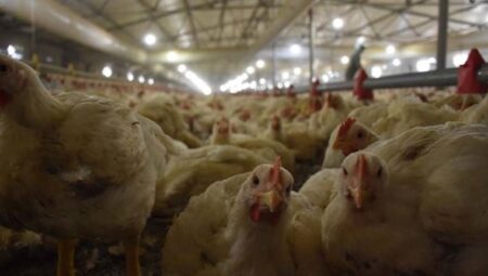 TÜİK açıkladı: Tavuk eti üretimi aylık bazda düştü