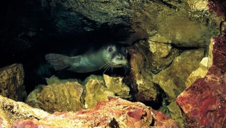 Akdeniz foku yavrularına ‘mağara turu’ tehdidi