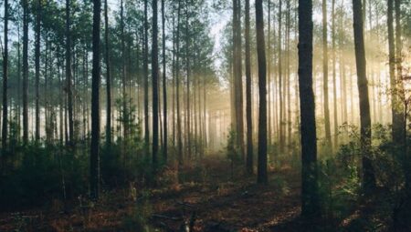 ‘Kuraklık’ orman varlığını ve biyoçeşitliliği de tehdit ediyor